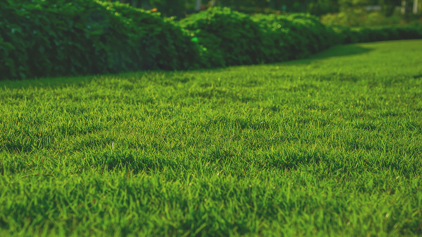 Spring Cleanup Packages