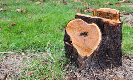 Stump Removal